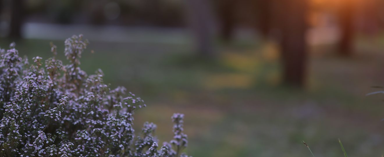 Sydney Family photographer