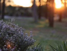 Sydney Family photographer