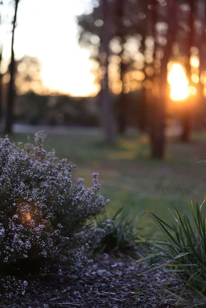 Sunset sydney photograph