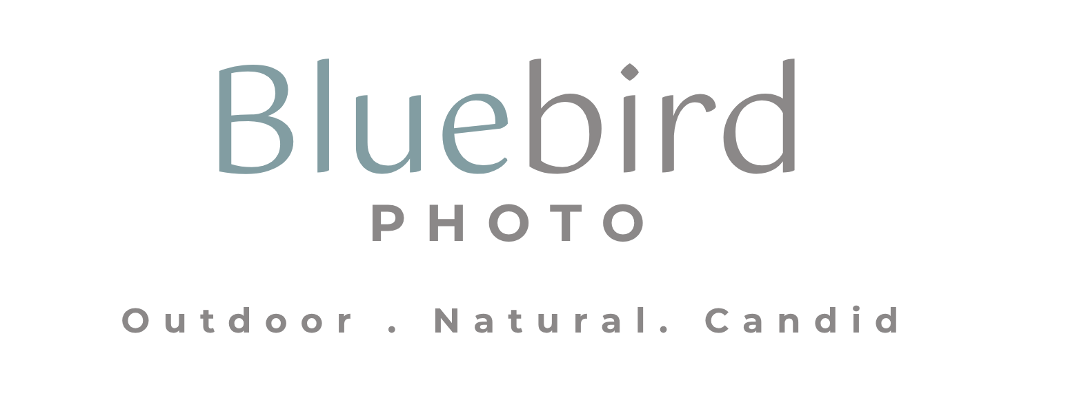Bluebird Photo